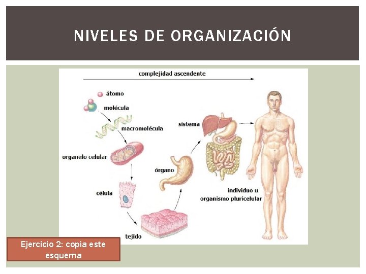 NIVELES DE ORGANIZACIÓN Ejercicio 2: copia este esquema 