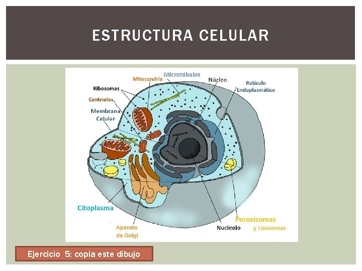 ESTRUCTURA CELULAR Ejercicio 5: copia este dibujo 