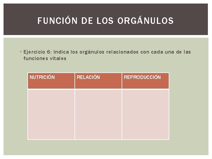 FUNCIÓN DE LOS ORGÁNULOS § Ejercicio 6: Indica los orgánulos relacionados con cada una