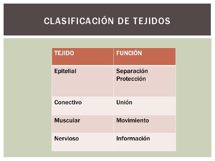 CLASIFICACIÓN DE TEJIDOS 