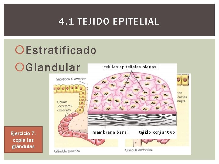 4. 1 TEJIDO EPITELIAL Estratificado Glandular Ejercicio 7: copia las glándulas 