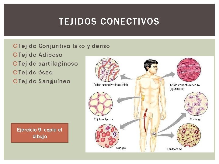 TEJIDOS CONECTIVOS Tejido Tejido Conjuntivo laxo y denso Adiposo cartilaginoso óseo Sanguíneo Ejercicio 9: