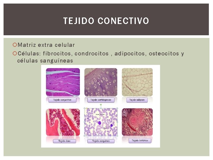 TEJIDO CONECTIVO Matriz extra celular Células: fibrocitos, condrocitos , adipocitos, osteocitos y células sanguíneas