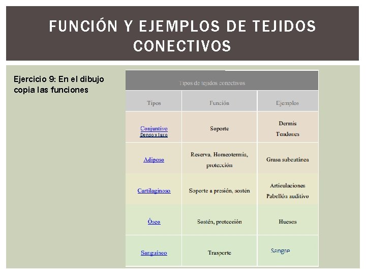 FUNCIÓN Y EJEMPLOS DE TEJIDOS CONECTIVOS Ejercicio 9: En el dibujo copia las funciones