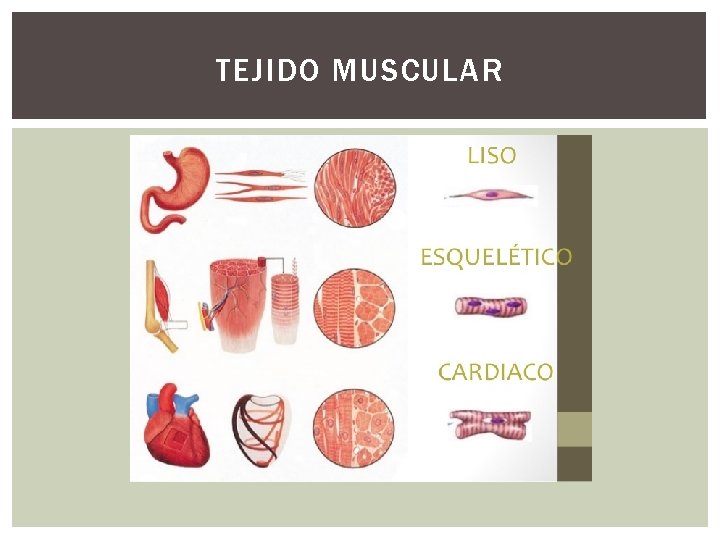 TEJIDO MUSCULAR 