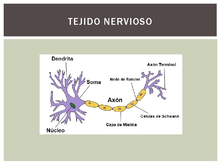 TEJIDO NERVIOSO 