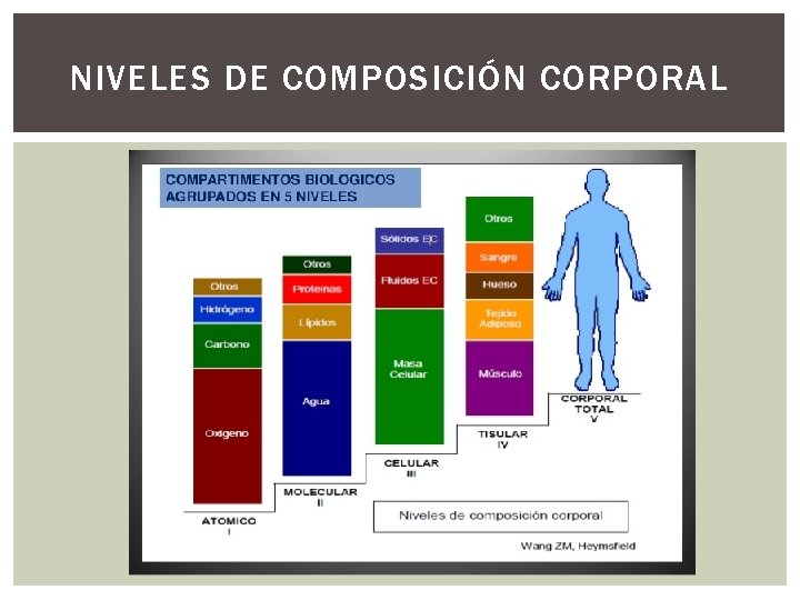 NIVELES DE COMPOSICIÓN CORPORAL 