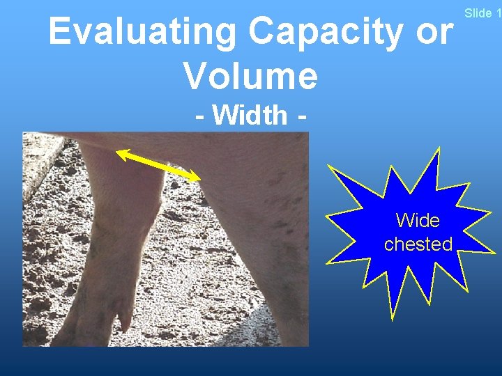 Evaluating Capacity or Volume - Width - Wide chested Slide 1 