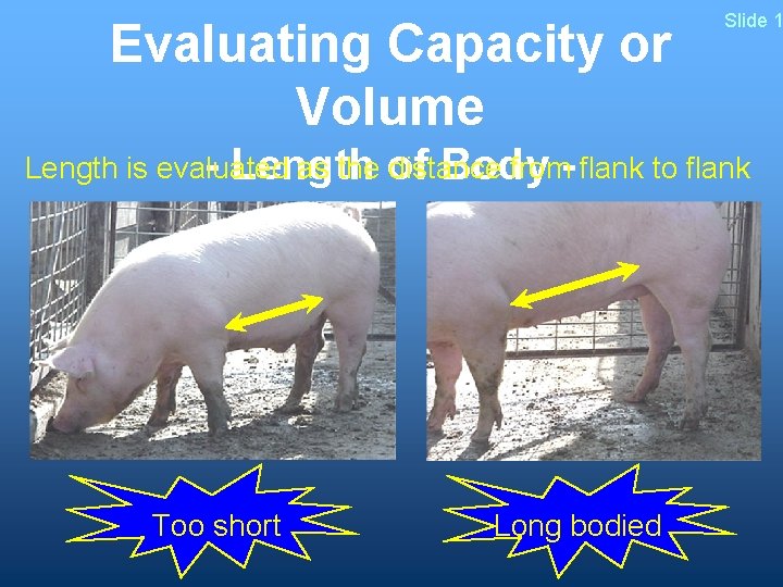 Evaluating Capacity or Volume Slide 1 Length is evaluated as the of distance from-