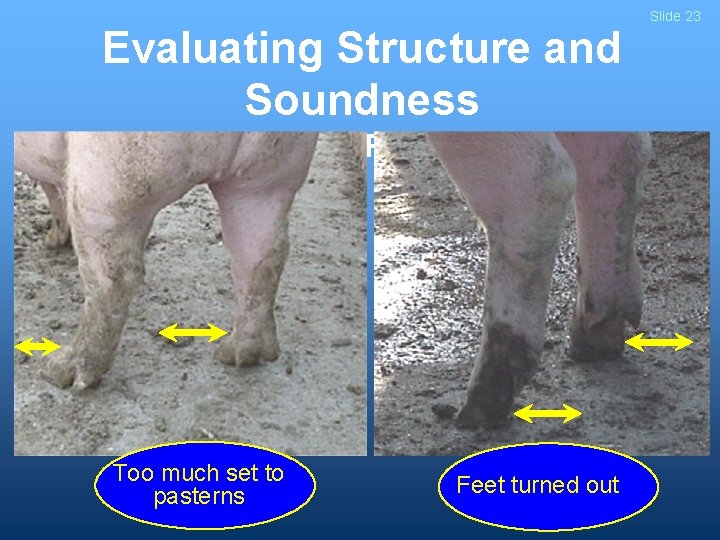 Evaluating Structure and Soundness - Feet and Pasterns - Too much set to pasterns