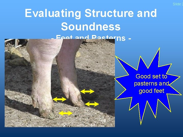 Slide 2 Evaluating Structure and Soundness - Feet and Pasterns - Good set to