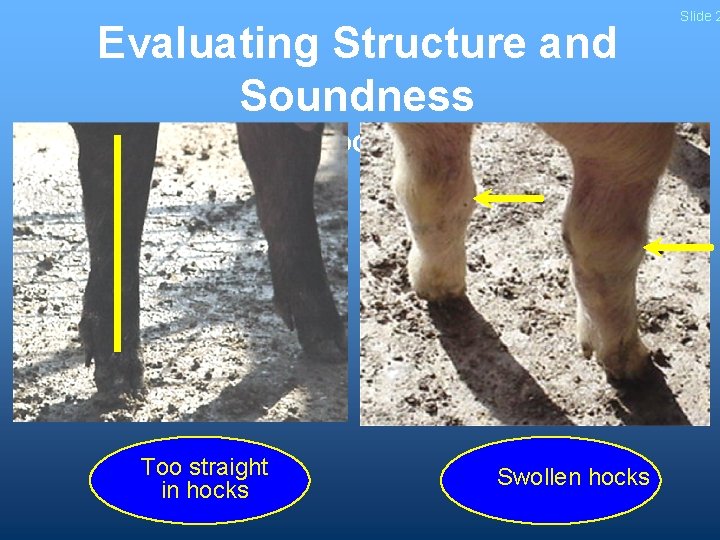 Evaluating Structure and Soundness - Hocks - Too straight in hocks Swollen hocks Slide