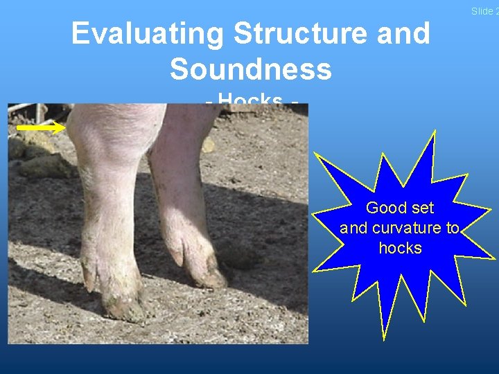 Evaluating Structure and Soundness - Hocks - Good set and curvature to hocks Slide