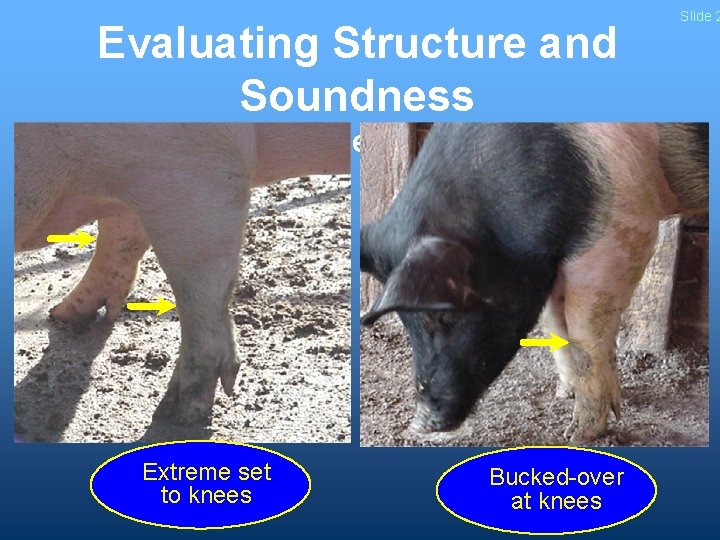 Evaluating Structure and Soundness - Knees - Extreme set to knees Bucked-over at knees