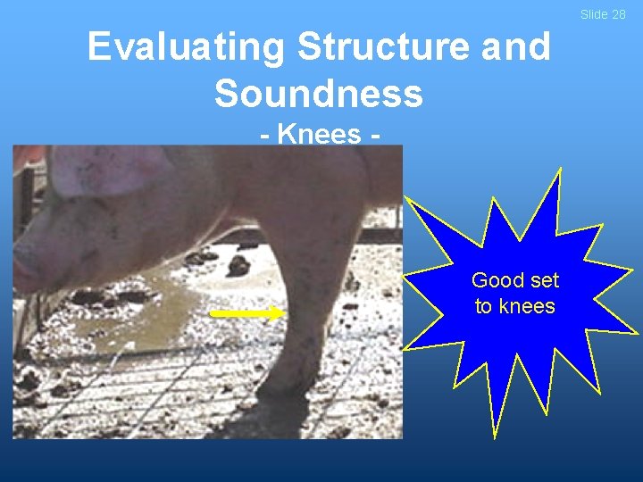 Slide 28 Evaluating Structure and Soundness - Knees - Good set to knees 