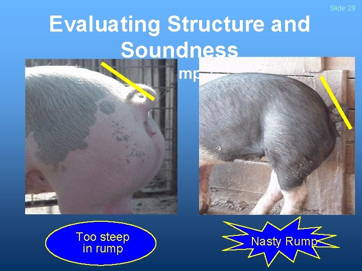 Evaluating Structure and Soundness - Rump - Too steep in rump Nasty Rump Slide