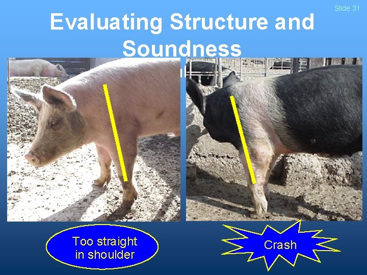 Evaluating Structure and Soundness - Shoulders - Too straight in shoulder Crash Slide 31