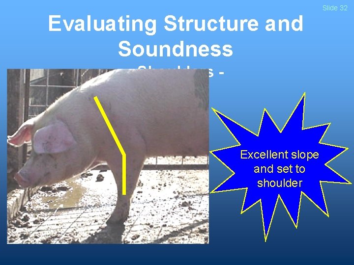 Evaluating Structure and Soundness - Shoulders - Excellent slope and set to shoulder Slide