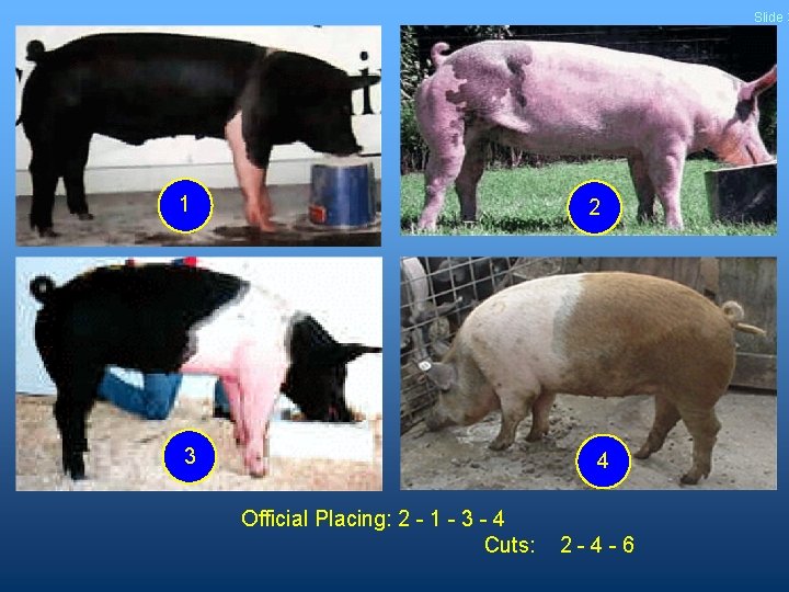 Slide 3 1 2 3 4 Official Placing: 2 - 1 - 3 -