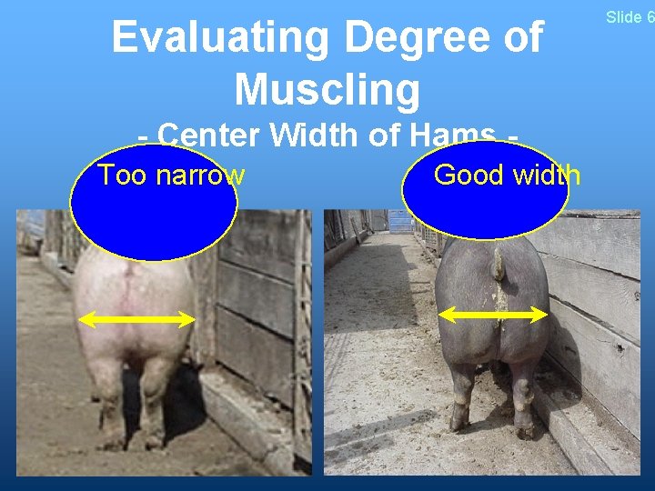 Evaluating Degree of Muscling - Center Width of Hams Too narrow Good width Slide