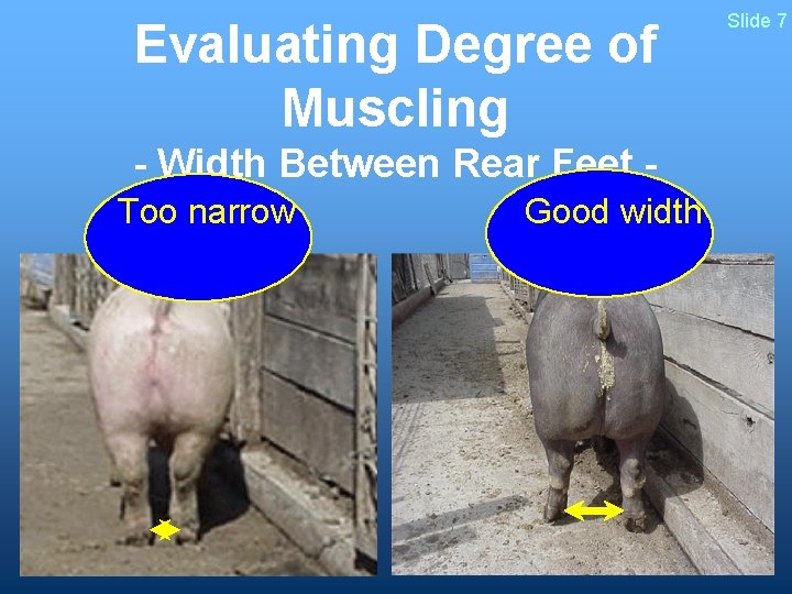 Evaluating Degree of Muscling - Width Between Rear Feet Too narrow Good width Slide