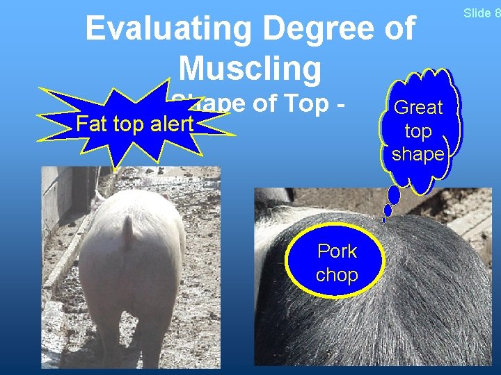 Evaluating Degree of Muscling - Shape of Top - Fat top alert Pork chop