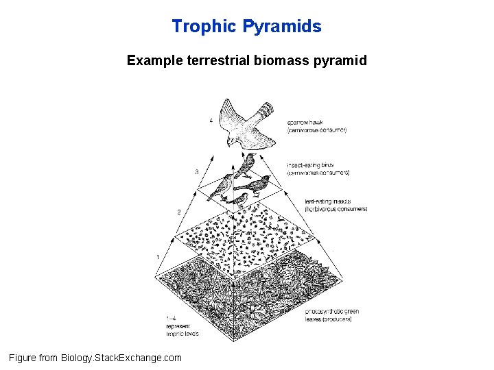 Trophic Pyramids Example terrestrial biomass pyramid Figure from Biology. Stack. Exchange. com 