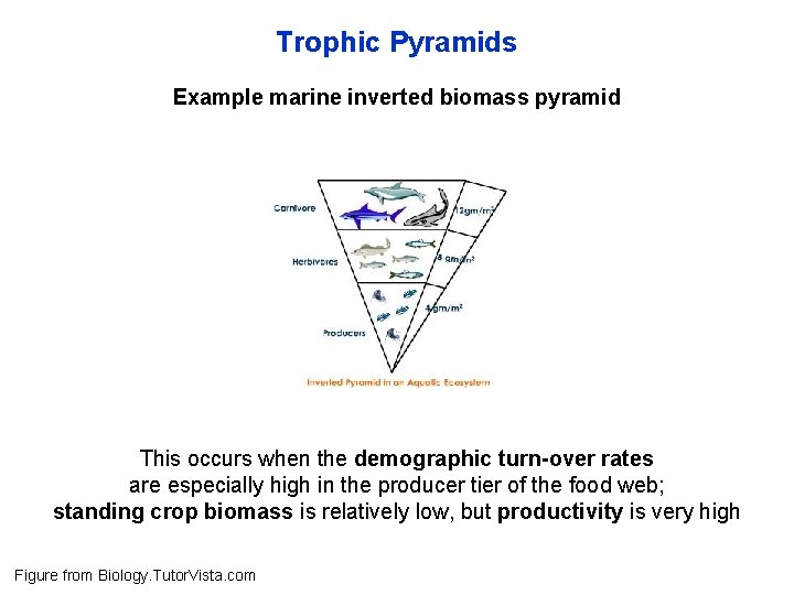 Trophic Pyramids Example marine inverted biomass pyramid This occurs when the demographic turn-over rates