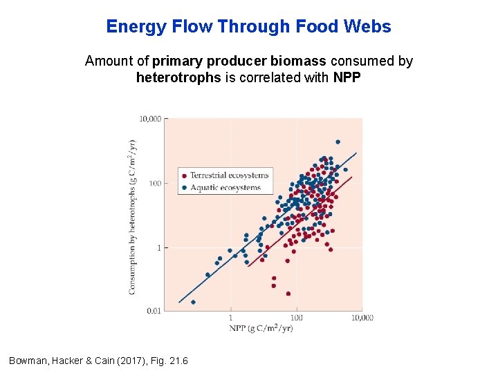 Energy Flow Through Food Webs Amount of primary producer biomass consumed by heterotrophs is