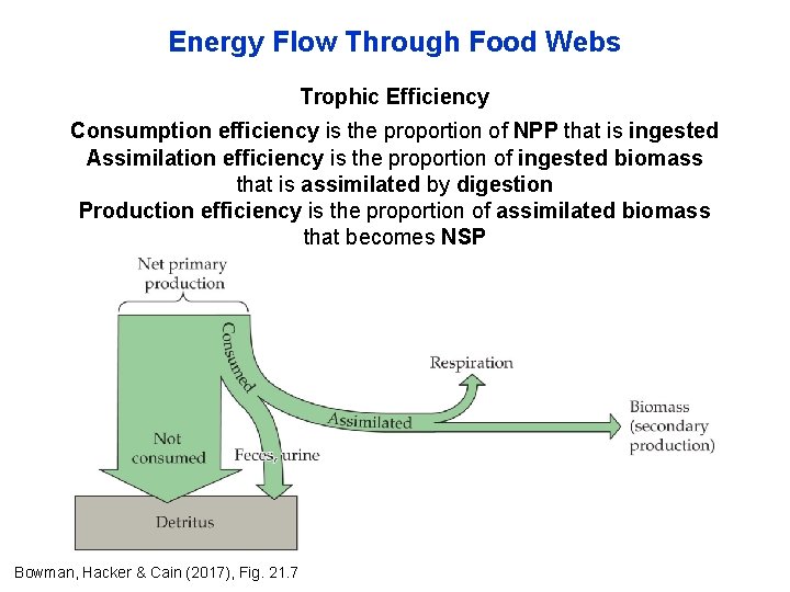 Energy Flow Through Food Webs Trophic Efficiency Consumption efficiency is the proportion of NPP