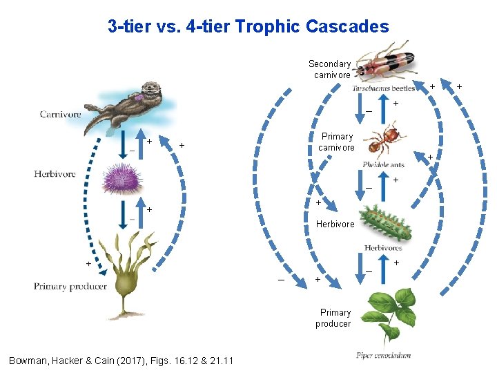 3 -tier vs. 4 -tier Trophic Cascades Secondary carnivore + _ + + Primary