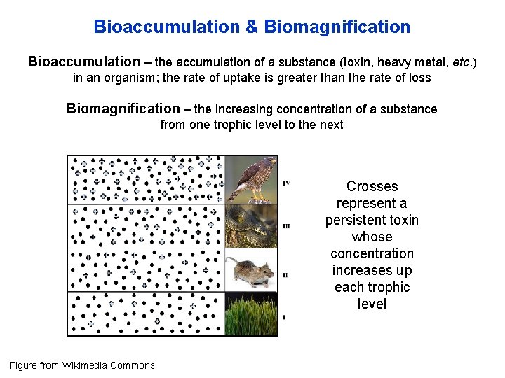 Bioaccumulation & Biomagnification Bioaccumulation – the accumulation of a substance (toxin, heavy metal, etc.