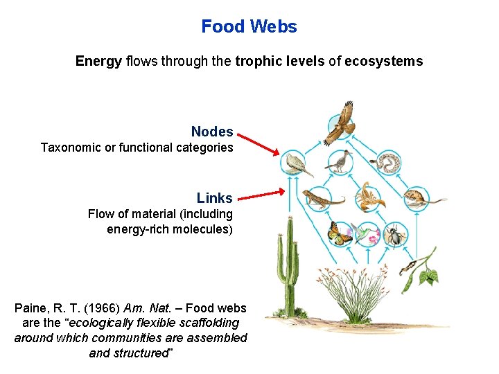 Food Webs Energy flows through the trophic levels of ecosystems Nodes Taxonomic or functional