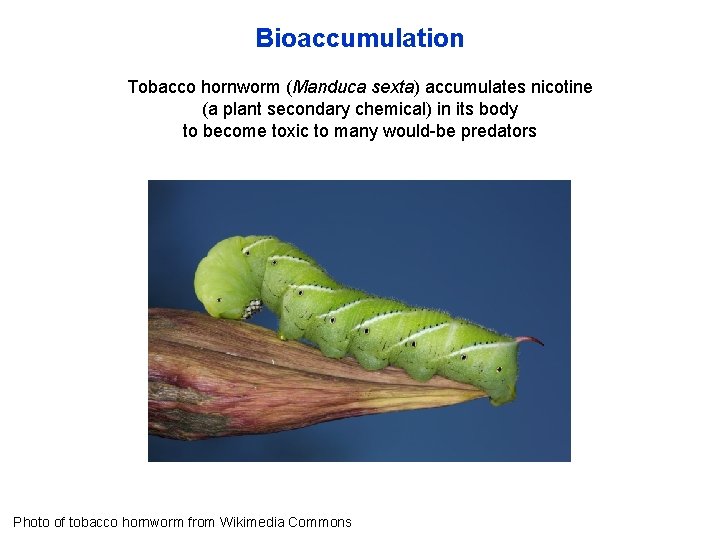 Bioaccumulation Tobacco hornworm (Manduca sexta) accumulates nicotine (a plant secondary chemical) in its body