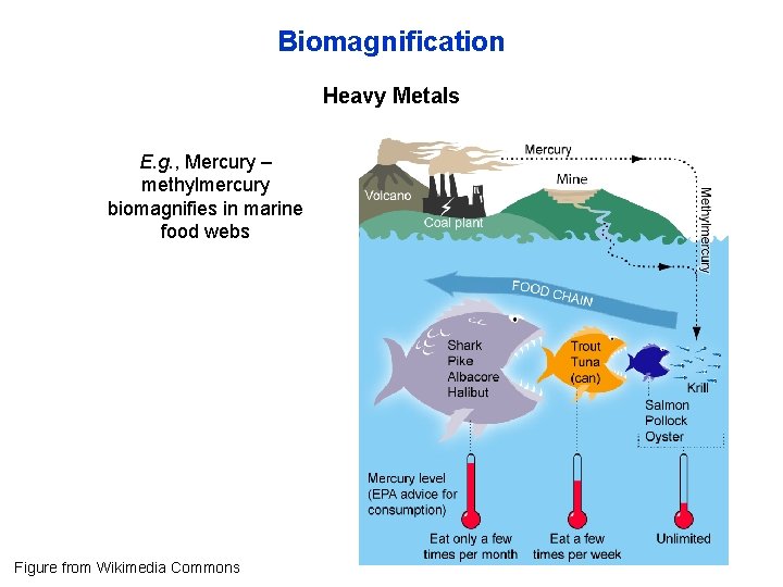 Biomagnification Heavy Metals E. g. , Mercury – methylmercury biomagnifies in marine food webs