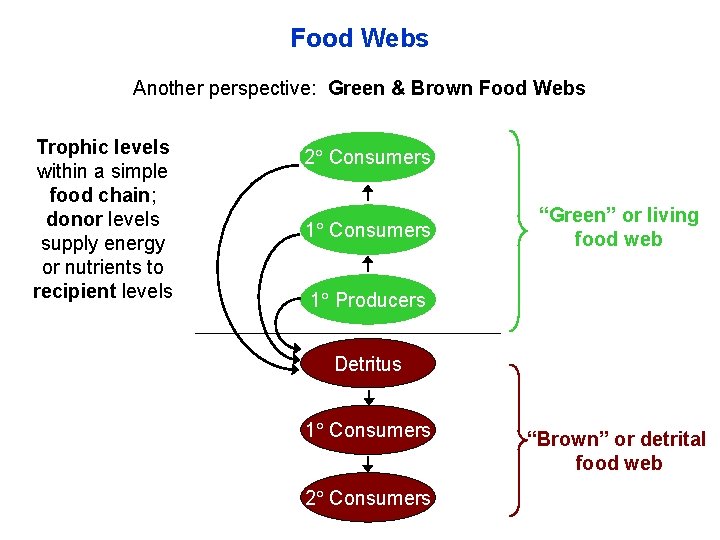 Food Webs Another perspective: Green & Brown Food Webs Trophic levels within a simple