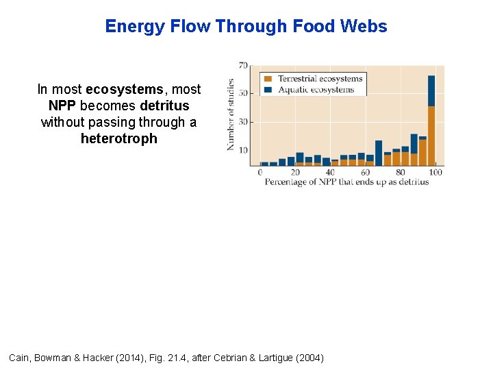 Energy Flow Through Food Webs In most ecosystems, most NPP becomes detritus without passing