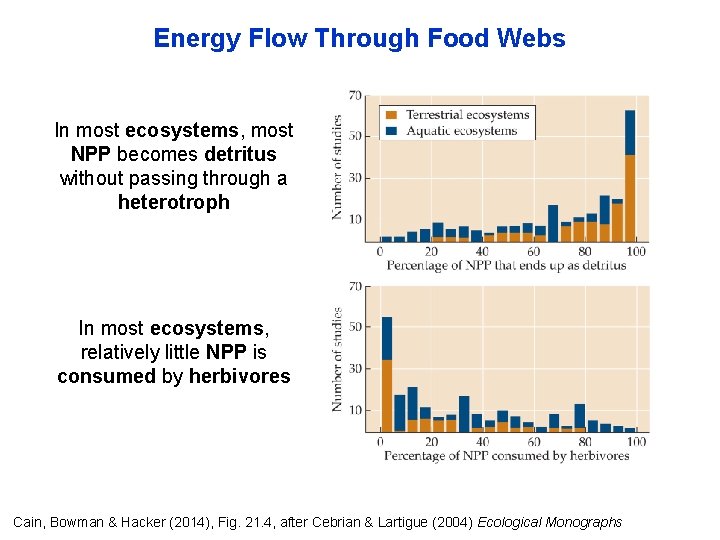 Energy Flow Through Food Webs In most ecosystems, most NPP becomes detritus without passing