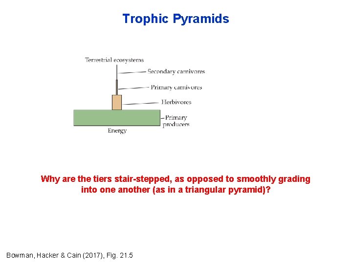 Trophic Pyramids Why are the tiers stair-stepped, as opposed to smoothly grading into one