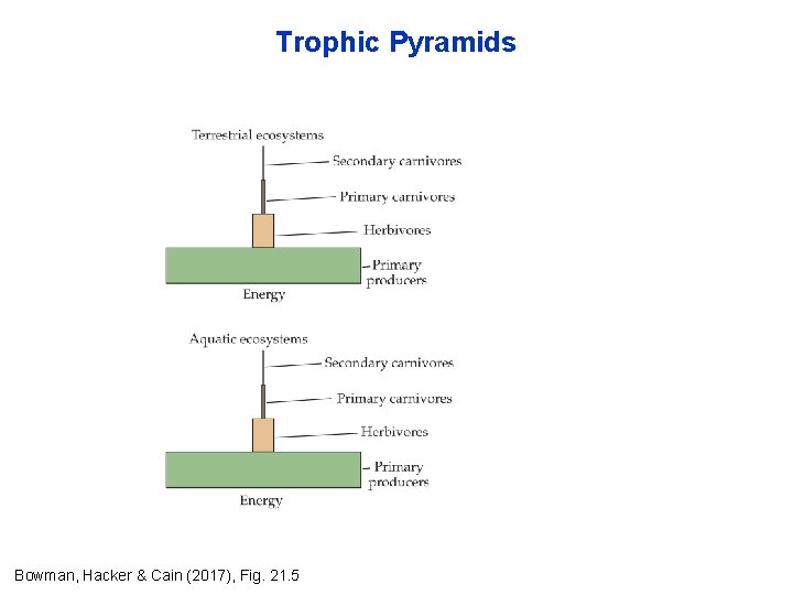 Trophic Pyramids Bowman, Hacker & Cain (2017), Fig. 21. 5 