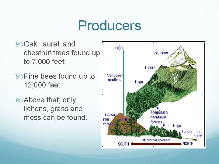 Producers Oak, laurel, and chestnut trees found up to 7, 000 feet. Pine trees