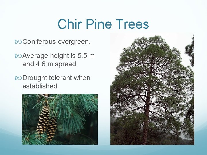 Chir Pine Trees Coniferous evergreen. Average height is 5. 5 m and 4. 6 Chir Pine Trees Coniferous evergreen. Average height is 5. 5 m and 4. 6
