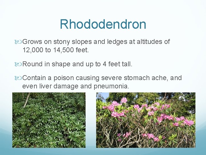 Rhododendron Grows on stony slopes and ledges at altitudes of 12, 000 to 14,