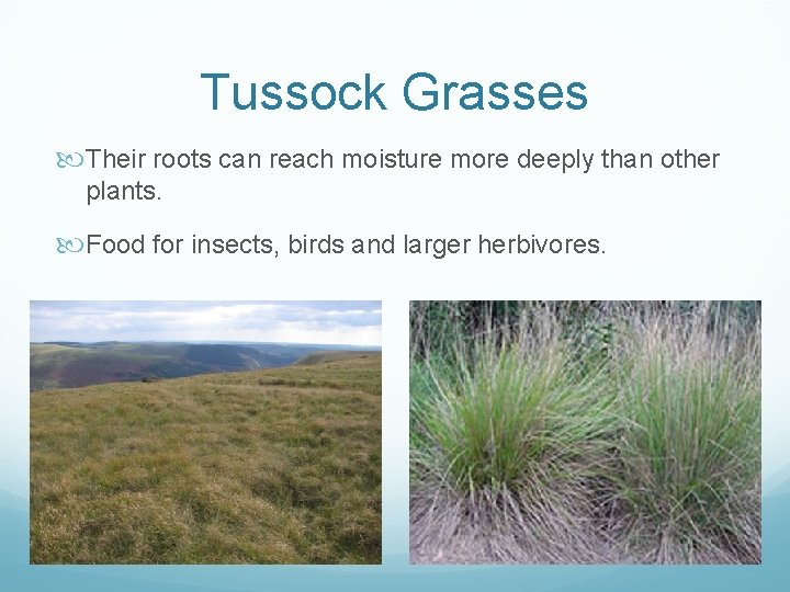 Tussock Grasses Their roots can reach moisture more deeply than other plants. Food for