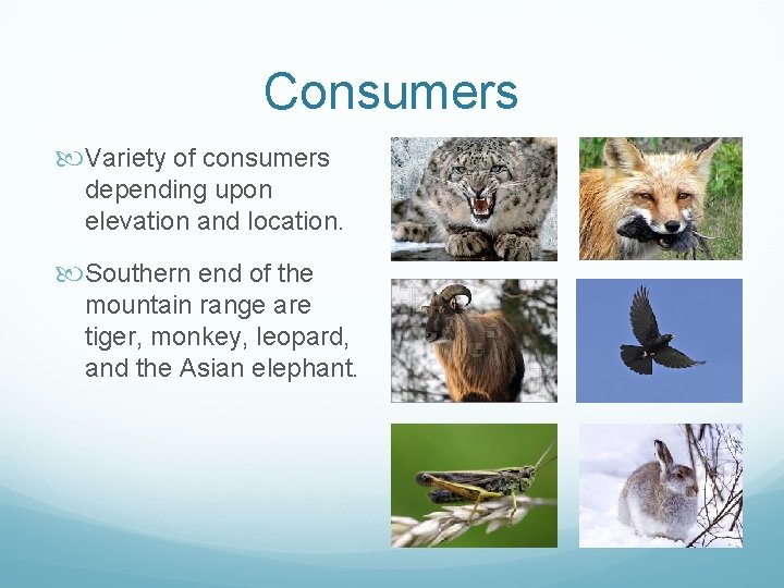 Consumers Variety of consumers depending upon elevation and location. Southern end of the mountain