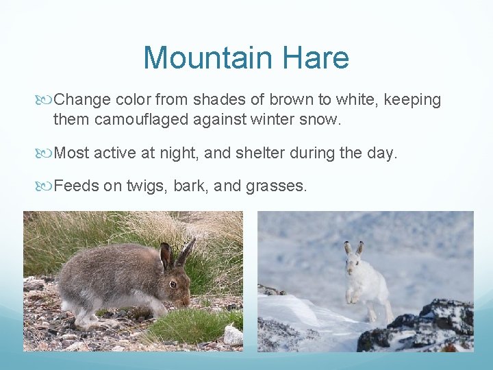 Mountain Hare Change color from shades of brown to white, keeping them camouflaged against Mountain Hare Change color from shades of brown to white, keeping them camouflaged against