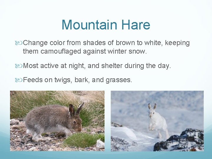 Mountain Hare Change color from shades of brown to white, keeping them camouflaged against