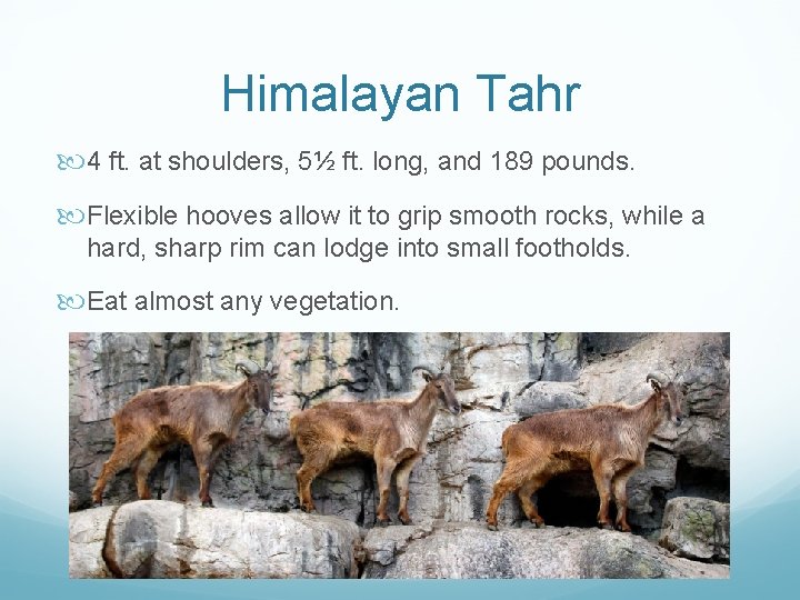 Himalayan Tahr 4 ft. at shoulders, 5½ ft. long, and 189 pounds. Flexible hooves