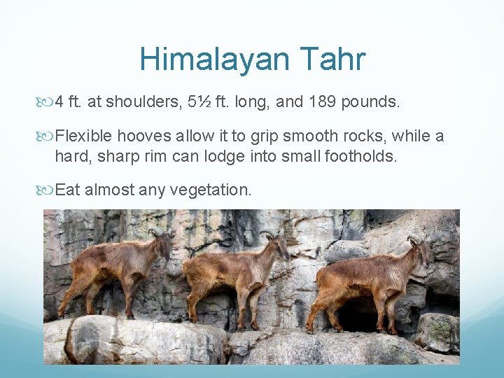 Himalayan Tahr 4 ft. at shoulders, 5½ ft. long, and 189 pounds. Flexible hooves Himalayan Tahr 4 ft. at shoulders, 5½ ft. long, and 189 pounds. Flexible hooves