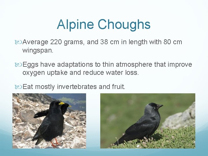 Alpine Choughs Average 220 grams, and 38 cm in length with 80 cm wingspan.